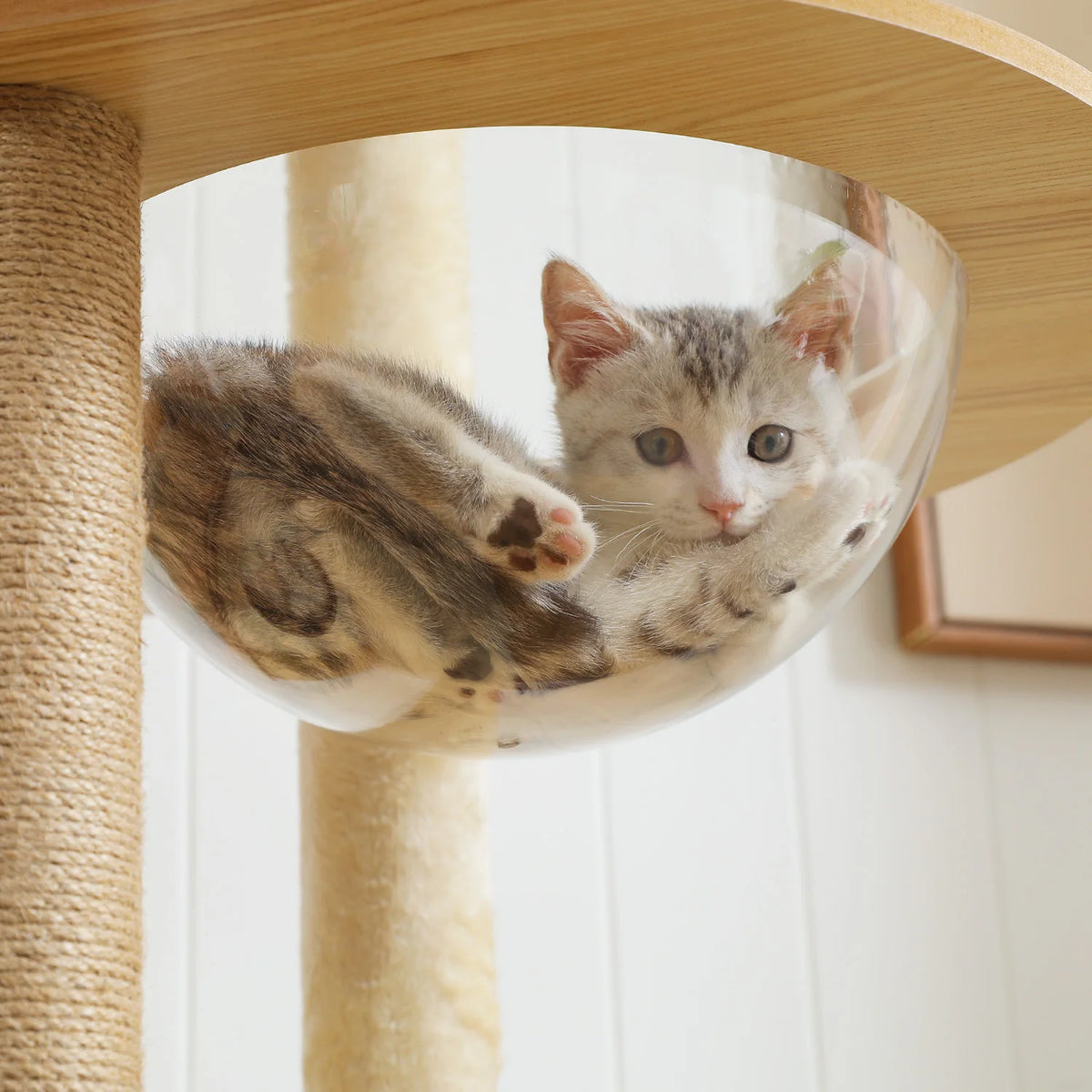 Arbre à Chat Bois XL — Multi-Niveaux | Chêne