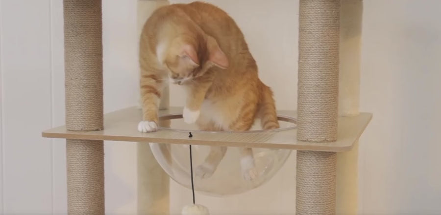 Arbre à Chat Bois XL — Multi-Niveaux | Chêne