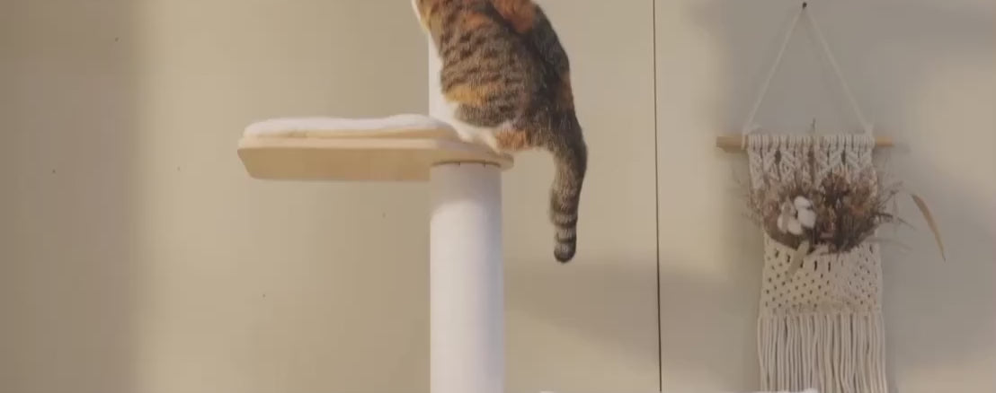 Vidéo